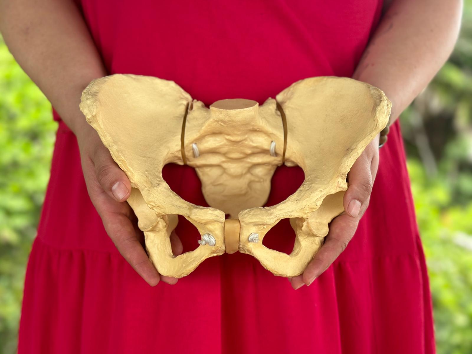 Anatomiczny model miednicy w dłoniach